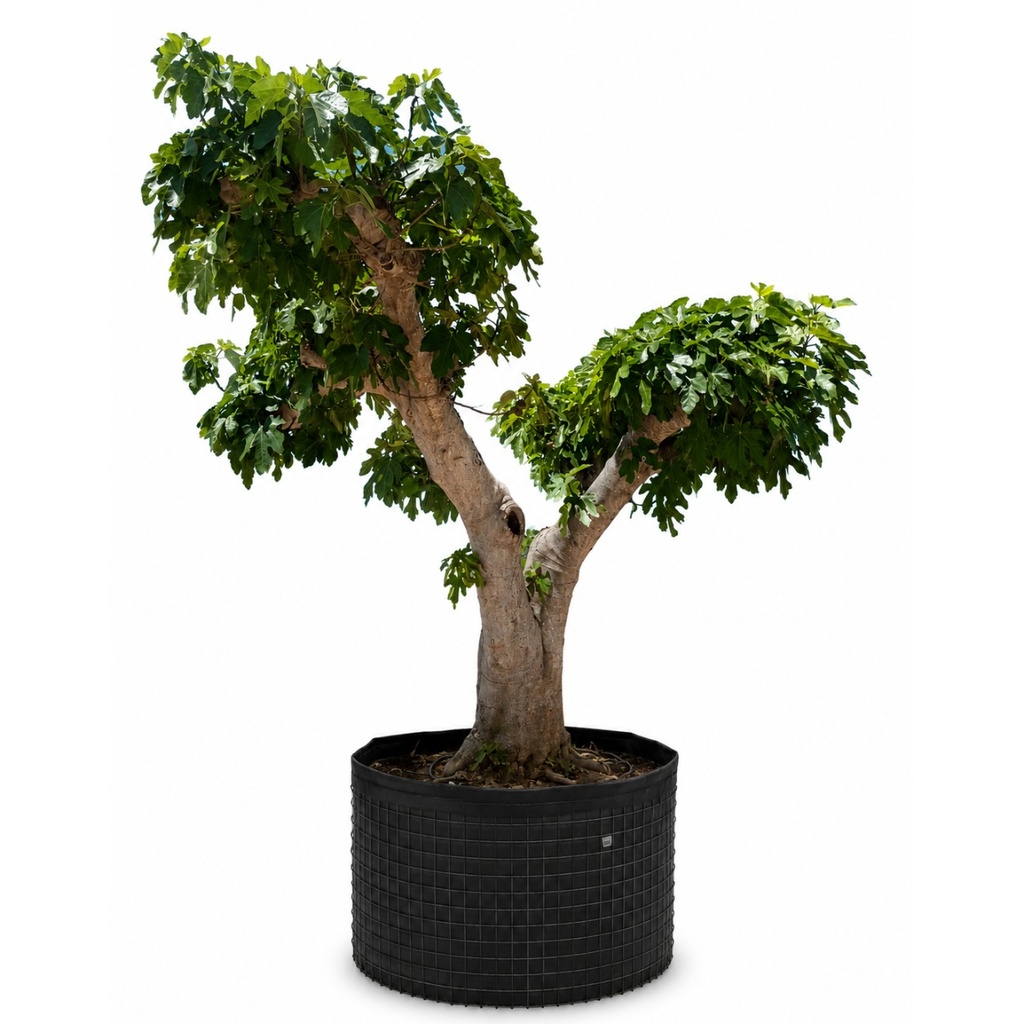 [FC120GE] FC120 - Ficus Carica Malla Metálica (OGÓLNY)