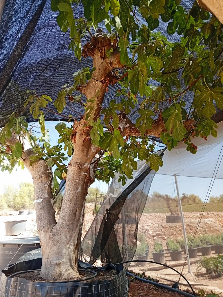 FC120 - Ficus Carica Malla Metálica