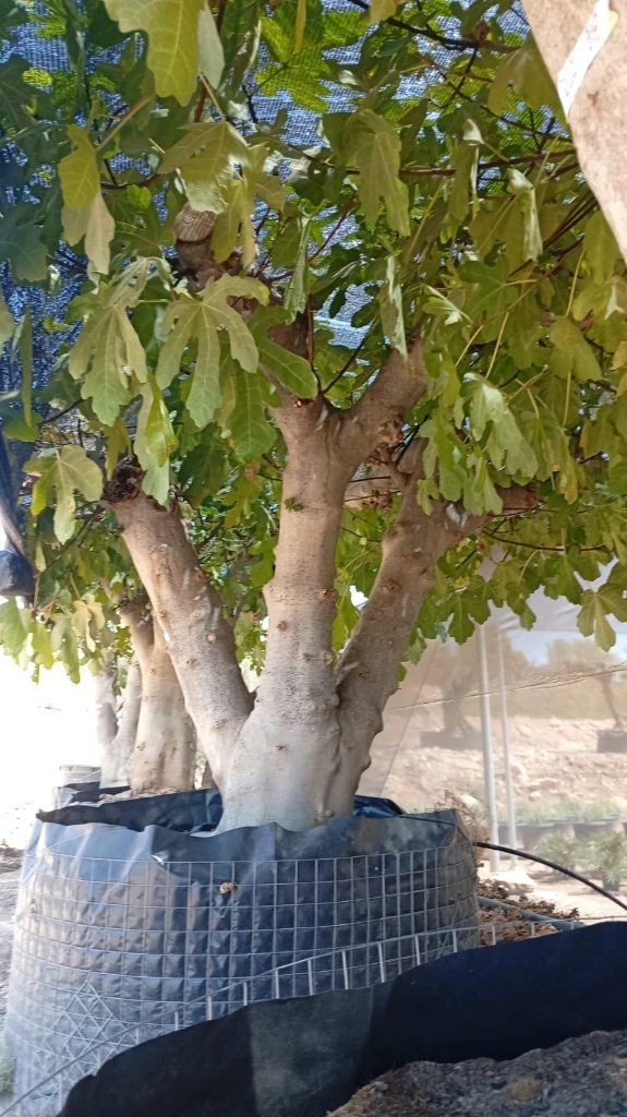 FC120 - Ficus Carica Malla Metálica