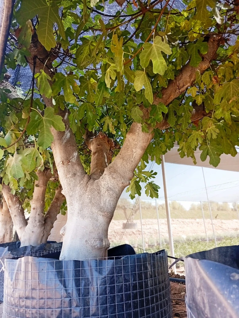 FC120 - Ficus Carica Malla Metálica