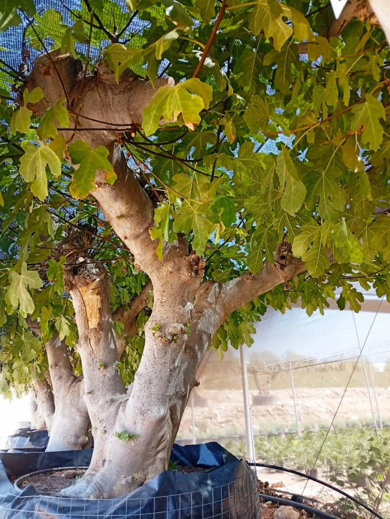 FC120 - Ficus Carica Malla Metálica