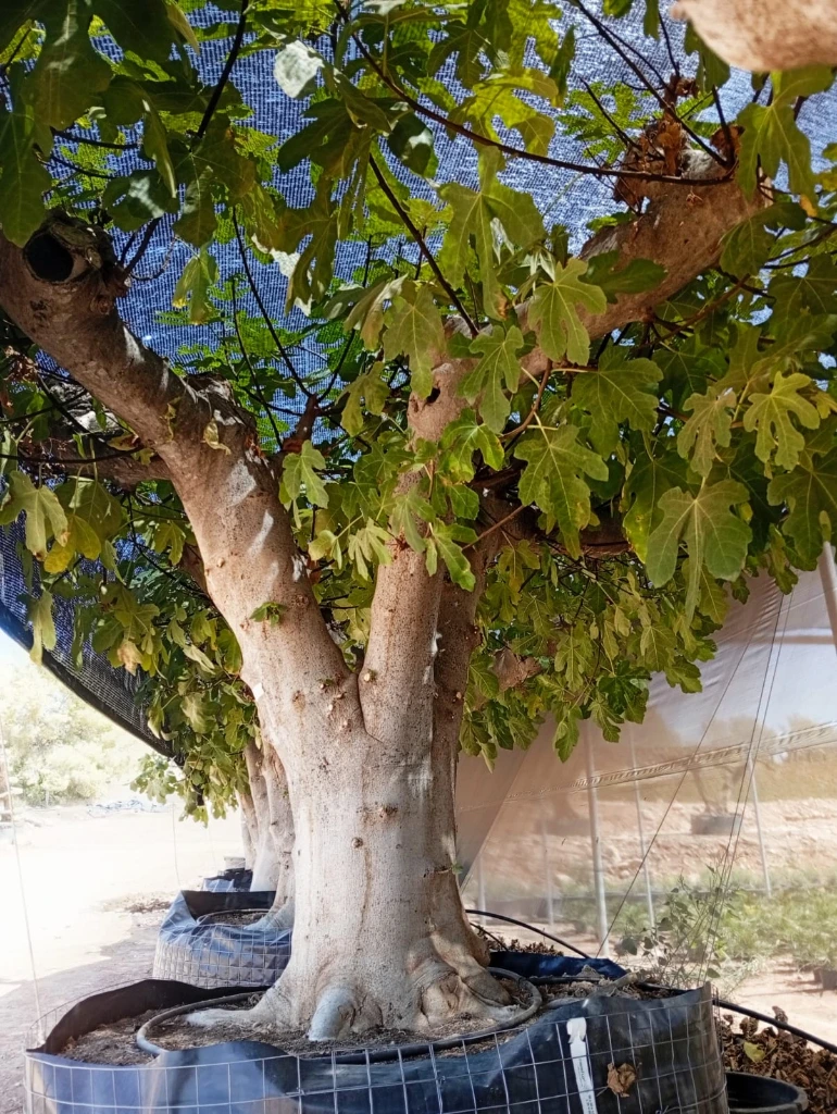 FC120 - Ficus Carica Malla Metálica