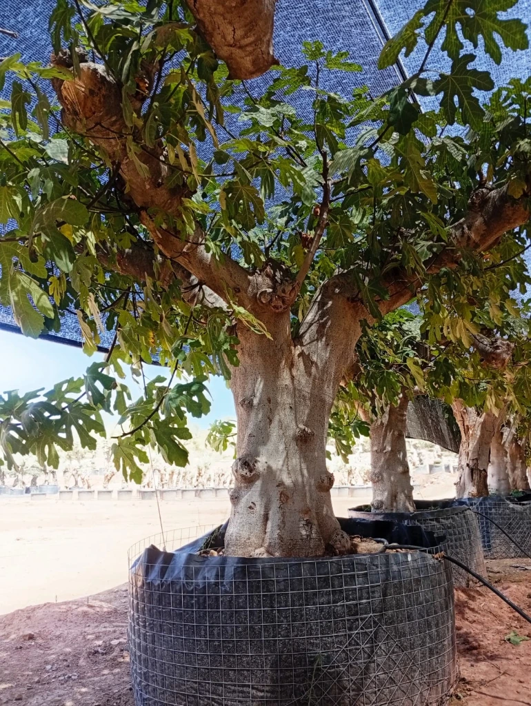 FC120 - Ficus Carica Malla Metálica