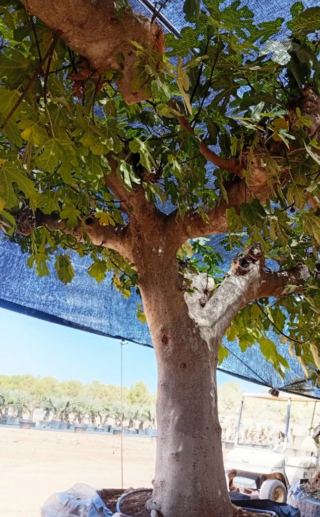 FC120 - Ficus Carica Malla Metálica