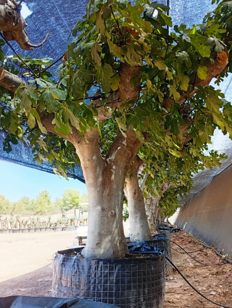 FC120 - Ficus Carica Malla Metálica