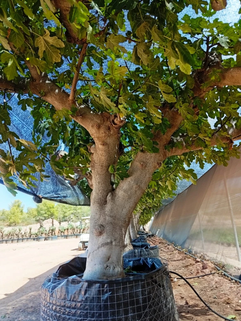 FC120 - Ficus Carica Malla Metálica
