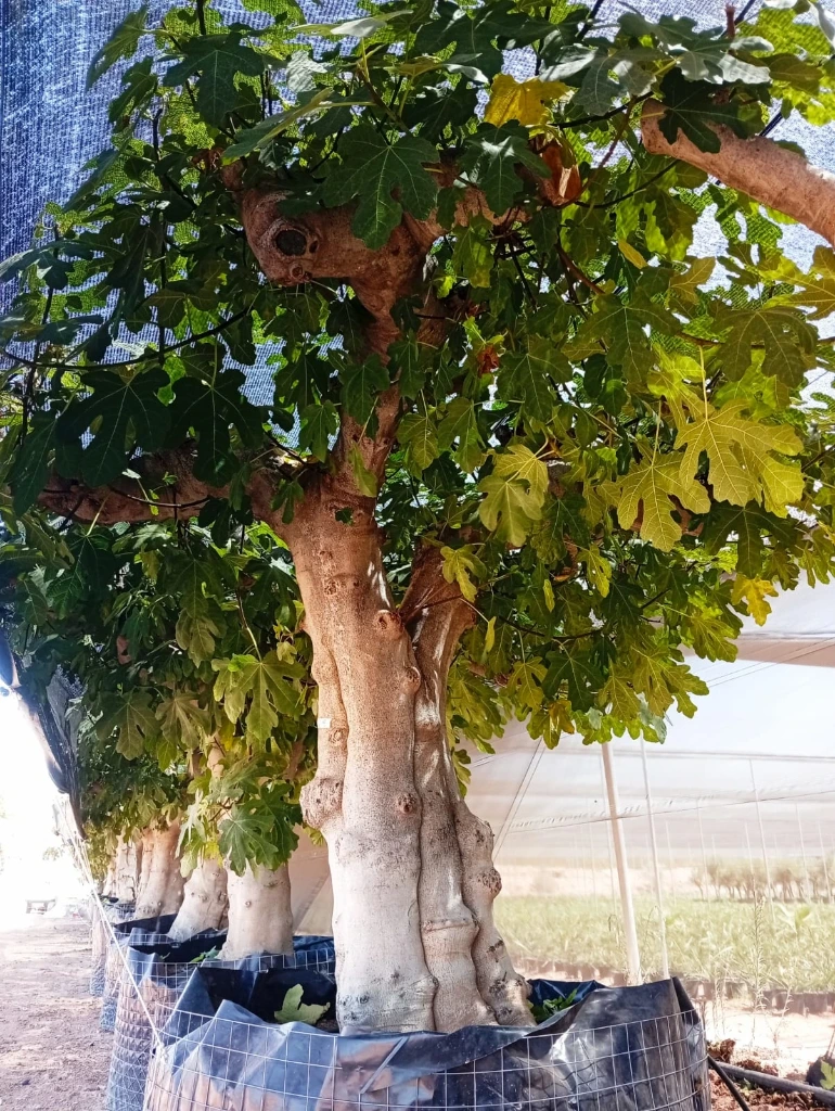 FC120 - Ficus Carica Malla Metálica