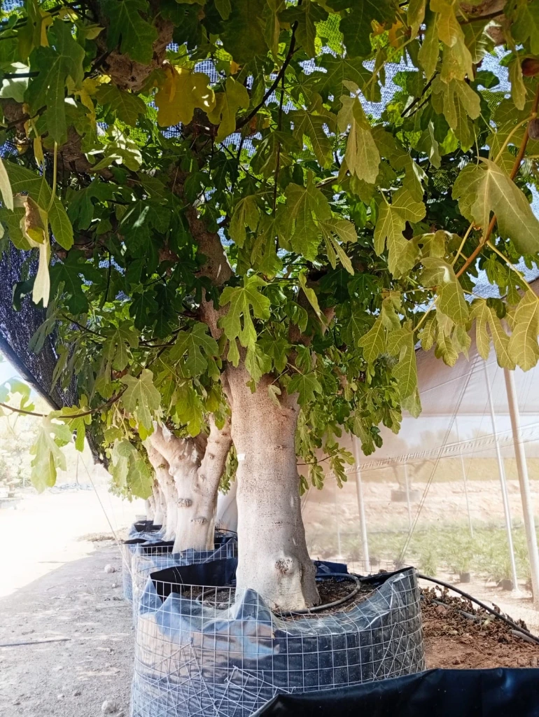 FC80 - Ficus Carica Napolitana Negra Malla Metálica