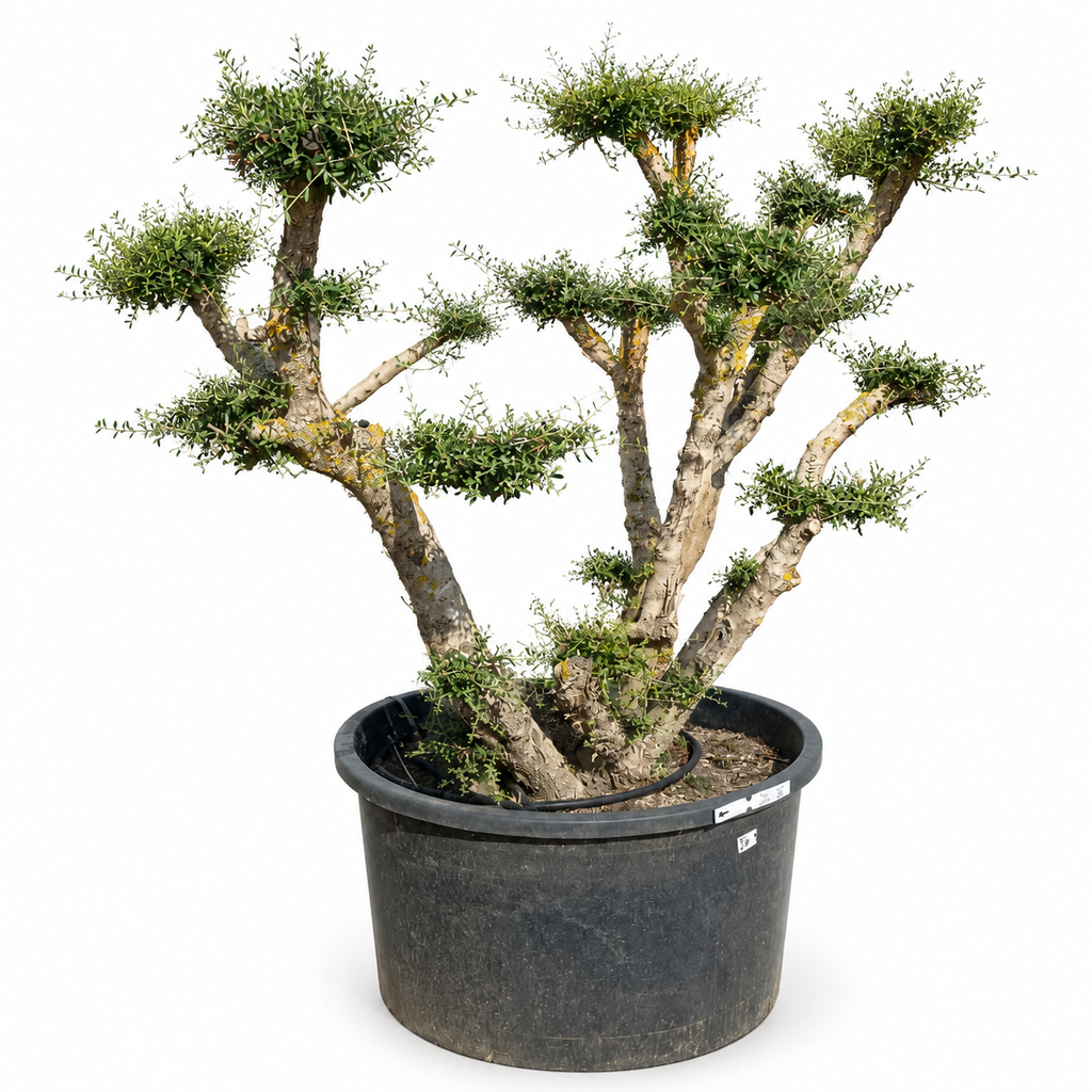 OPC285 - Olea Europaea Pompón