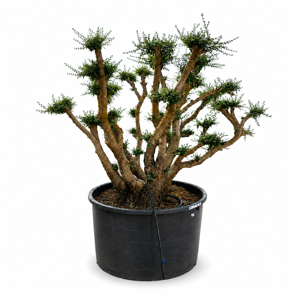 [OPC450GE] OPC450 - Olea Europaea Pompón (OGÓLNY)