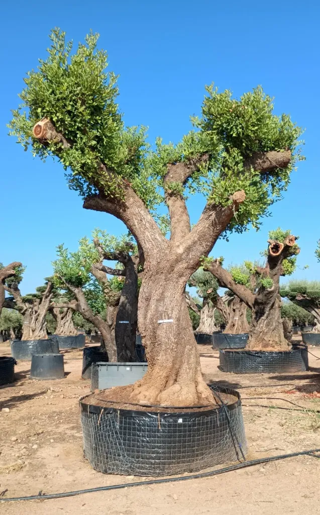 CSR08 - Ceratonia Siliqua REF8