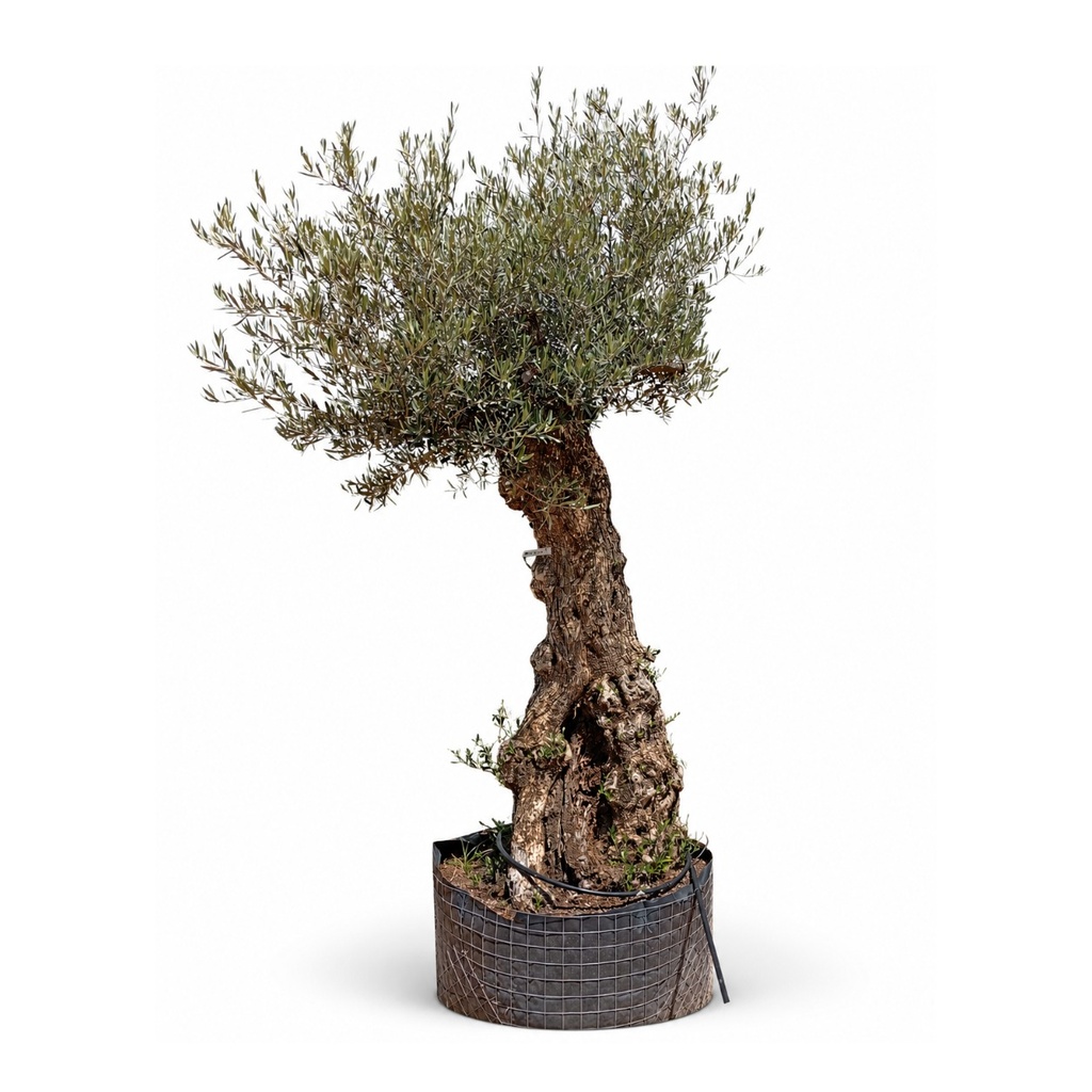 OBMA80 - Olea Europaea Olivo Bonsái Alto Malla Metálica