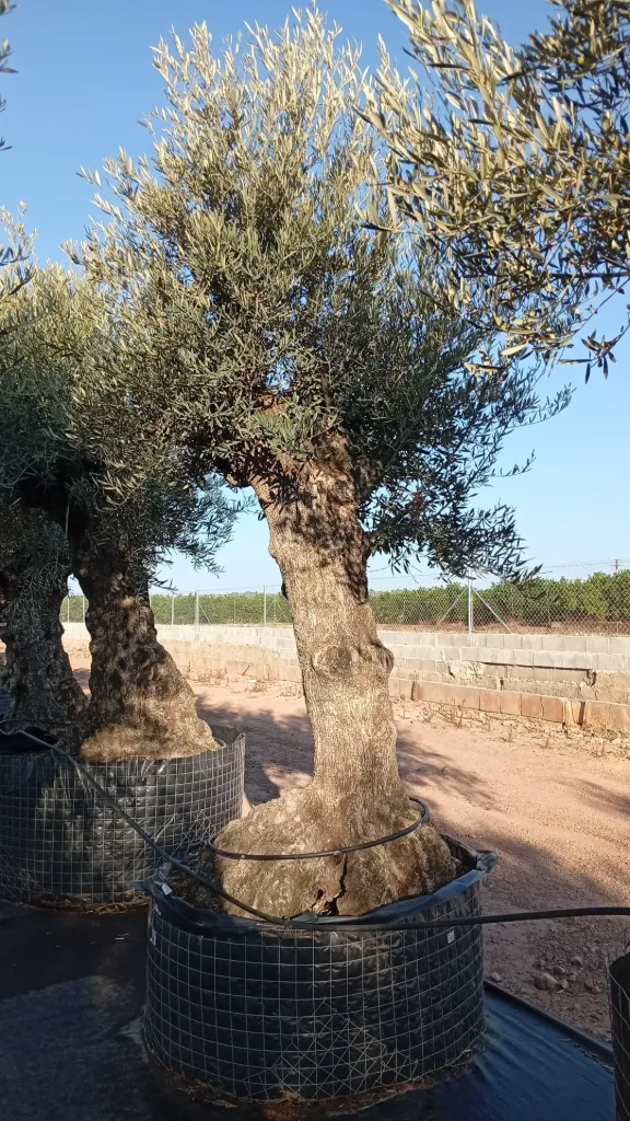 OBMA80 - Olea Europaea Olivo Bonsái Alto Malla Metálica