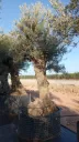 OBMA80 - Olea Europaea Olivo Bonsái Alto Malla Metálica