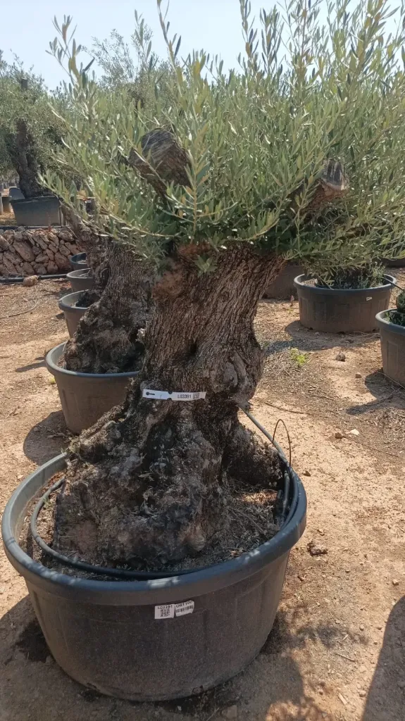 OBT100 - Olea Europaea Olivo Bonsái Terrina
