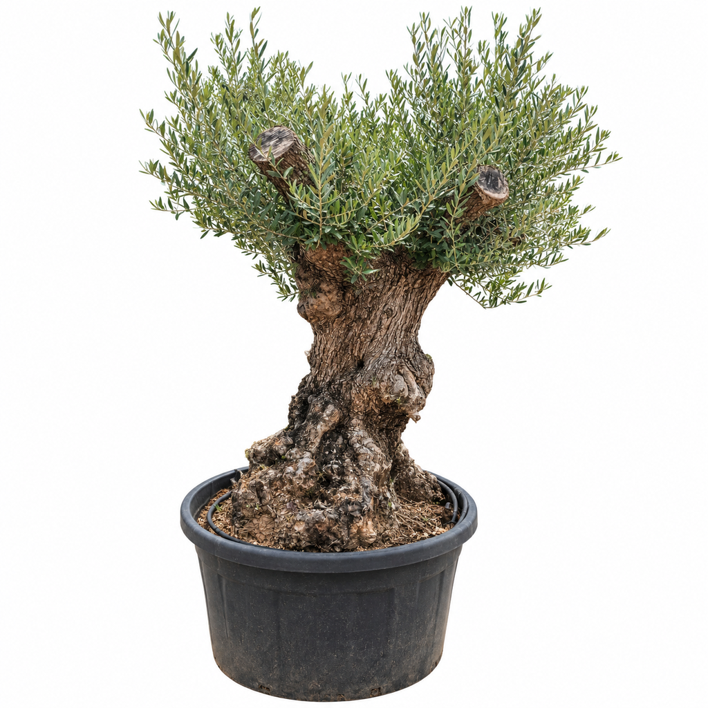 OBT100 - Olea Europaea Olivo Bonsái Terrina