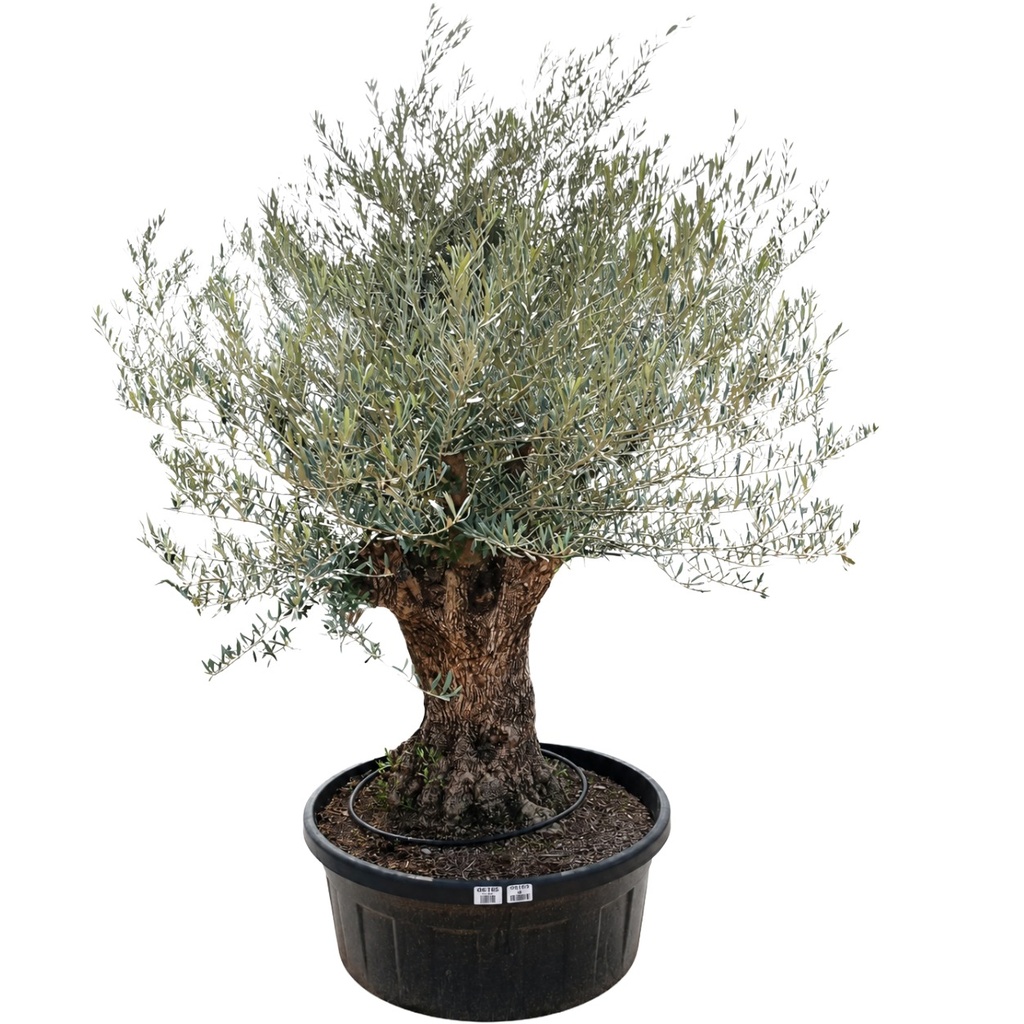 OBT60 - Olea Europaea Olivo Bonsái Terrina