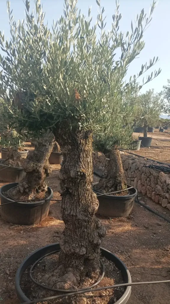 OBT60 - Olea Europaea Olivo Bonsái Terrina