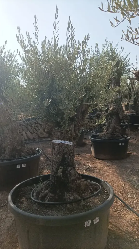 OBT60 - Olea Europaea Olivo Bonsái Terrina