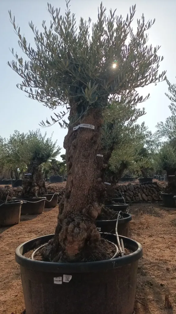 OBT60 - Olea Europaea Olivo Bonsái Terrina