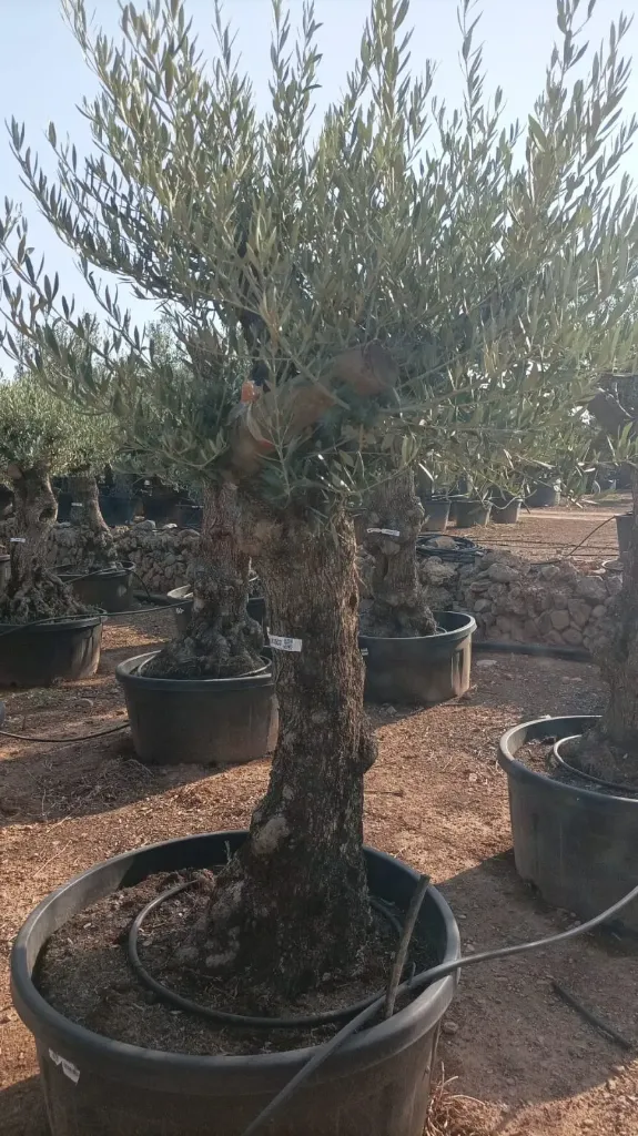 OBT60 - Olea Europaea Olivo Bonsái Terrina