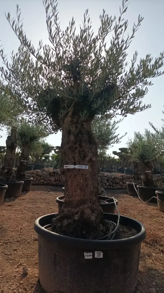 OBT60 - Olea Europaea Olivo Bonsái Terrina