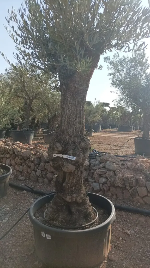 OBT60 - Olea Europaea Olivo Bonsái Terrina