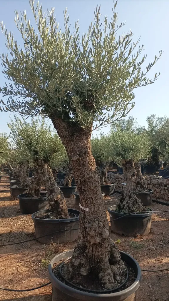 OBT60 - Olea Europaea Olivo Bonsái Terrina