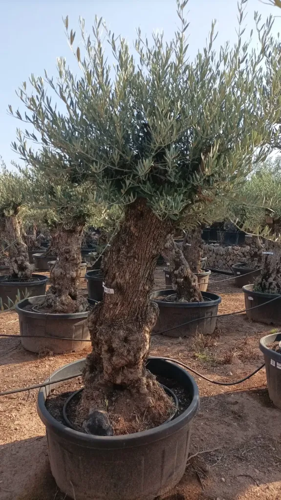 OBT60 - Olea Europaea Olivo Bonsái Terrina