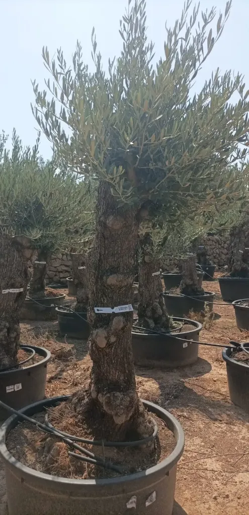 OBT60 - Olea Europaea Olivo Bonsái Terrina