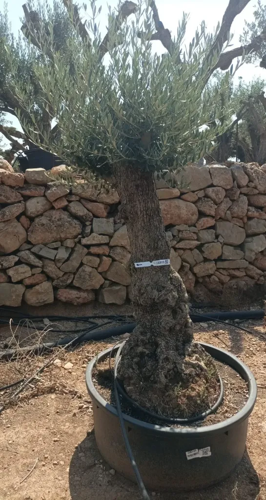 OBT60 - Olea Europaea Olivo Bonsái Terrina