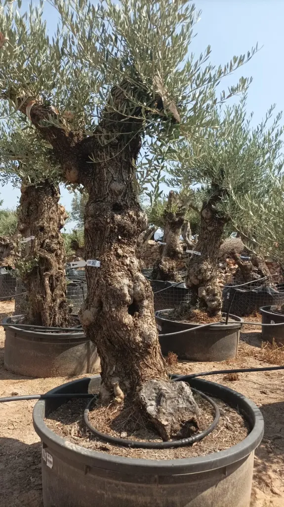 OBT60 - Olea Europaea Olivo Bonsái Terrina