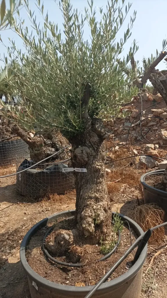 OBT60 - Olea Europaea Olivo Bonsái Terrina