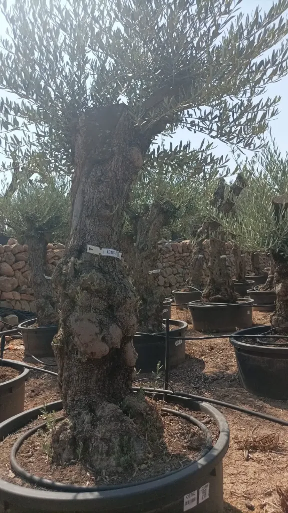 OBT60 - Olea Europaea Olivo Bonsái Terrina
