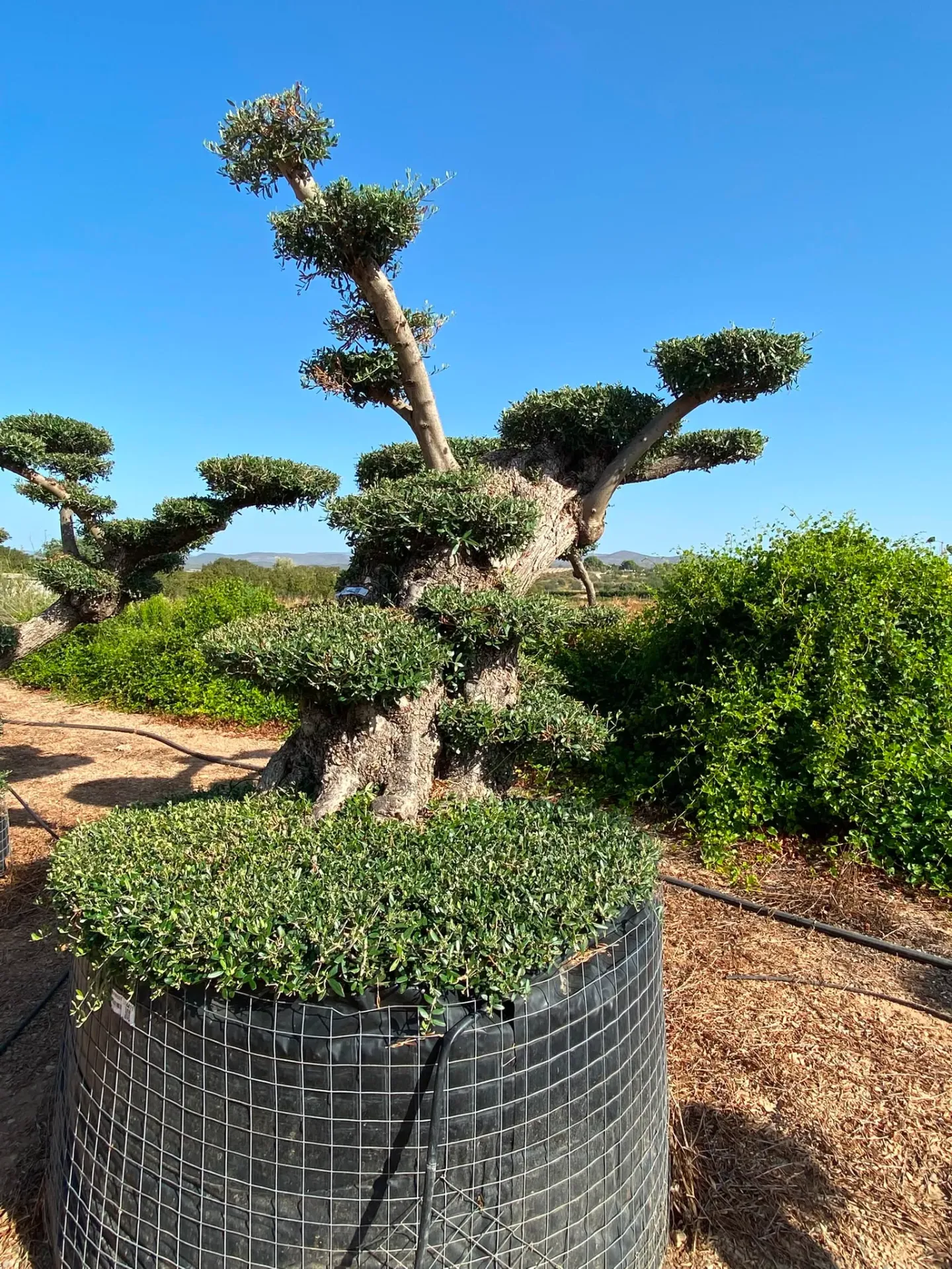 OPMR05T - Olea Europaea Pompón tumbado Ejemplar Malla Metálica