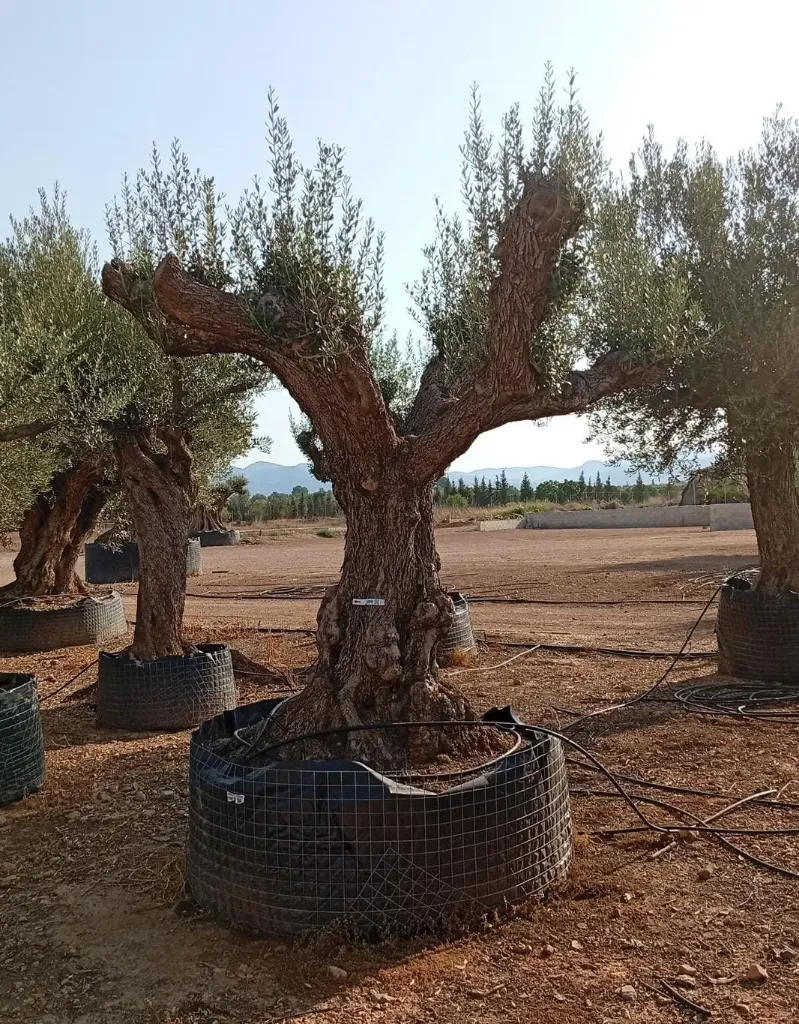 ONR01 - Olea Europaea Ejemplar centenario REF.01 Malla Metálica