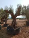 ONR01 - Olea Europaea Ejemplar centenario REF.01 Malla Metálica