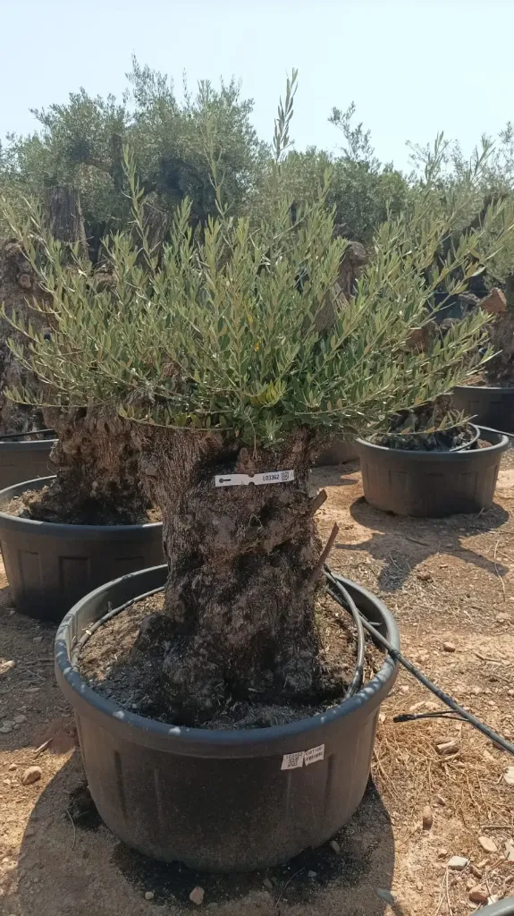 OBT100 - Olea Europaea Olivo Bonsái Terrina