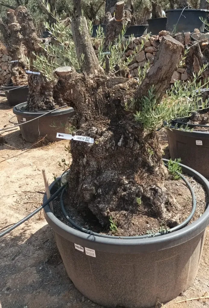OBT100 - Olea Europaea Olivo Bonsái Terrina