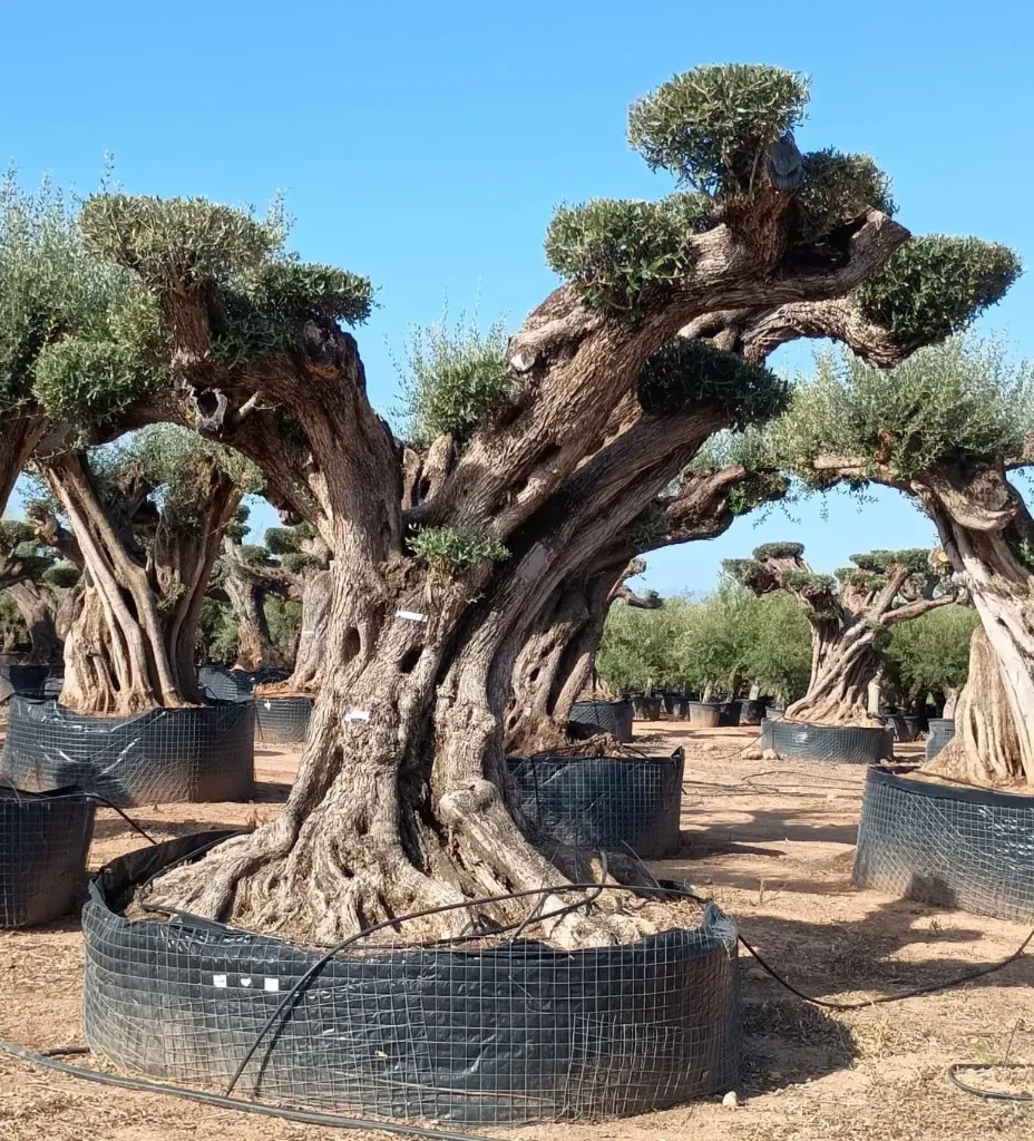 OPR21 - Olea Europaea Pompón ejemplar cent. REF 21 Malla Metálica