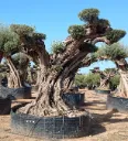 OPR21 - Olea Europaea Pompón ejemplar cent. REF 21 Malla Metálica