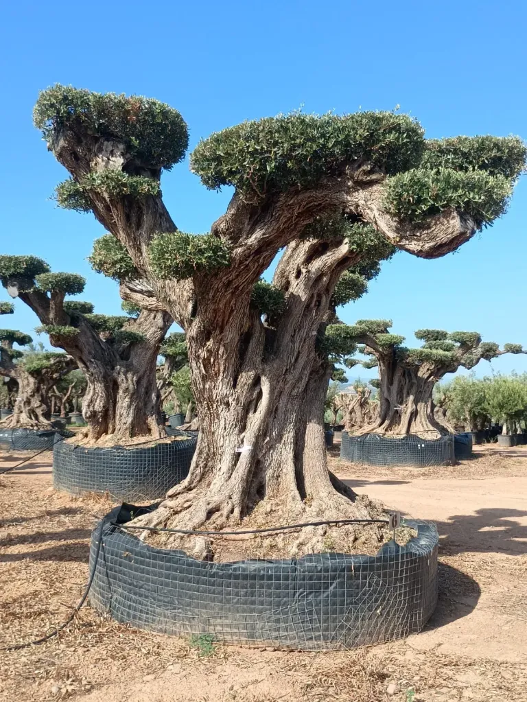 OPR27 - Olea Europaea Pompón ejemplar cent. REF 27 Malla Metálica