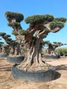 OPR27 - Olea Europaea Pompón ejemplar cent. REF 27 Malla Metálica