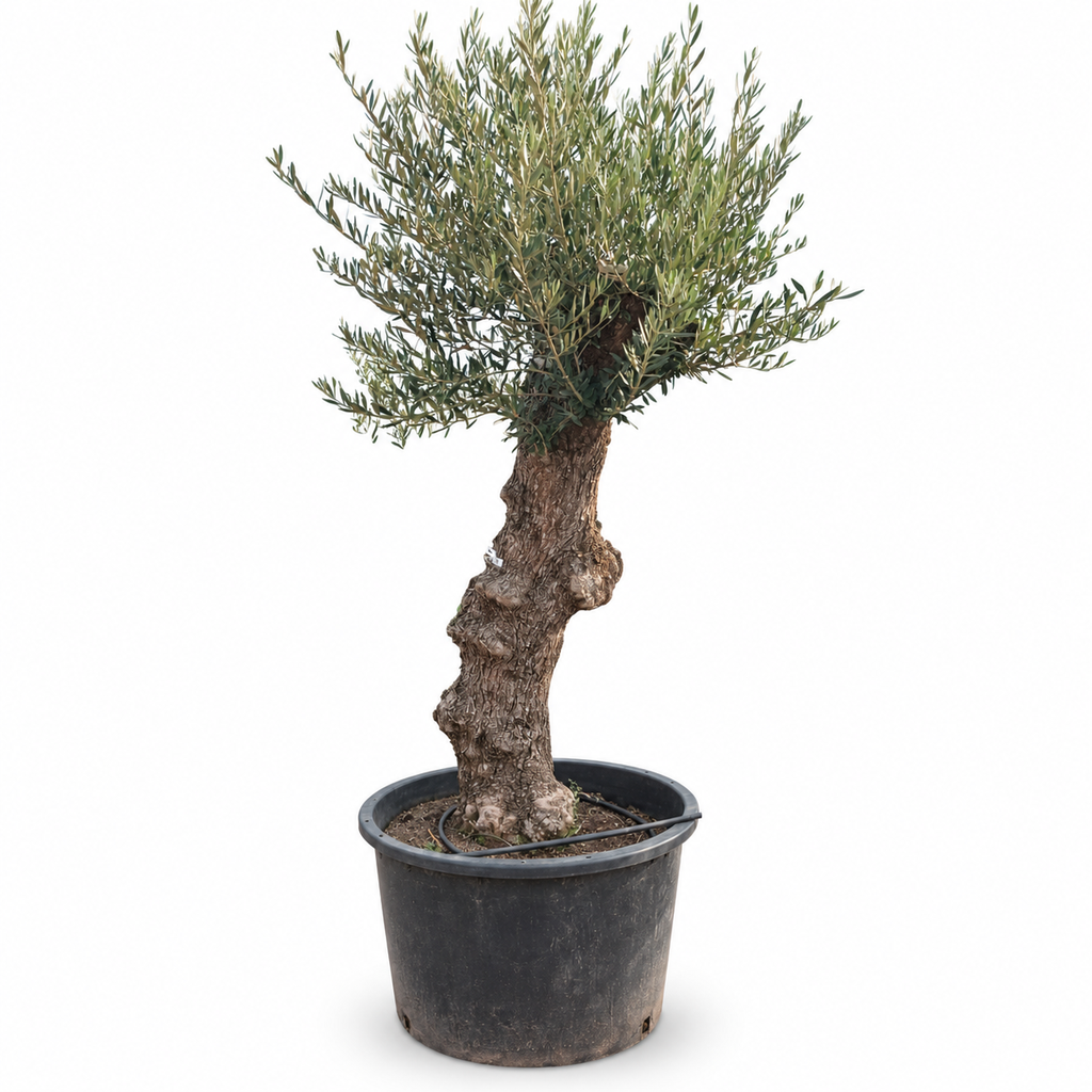 OBCA60 - Olea Europaea Olivo Bonsái Alto