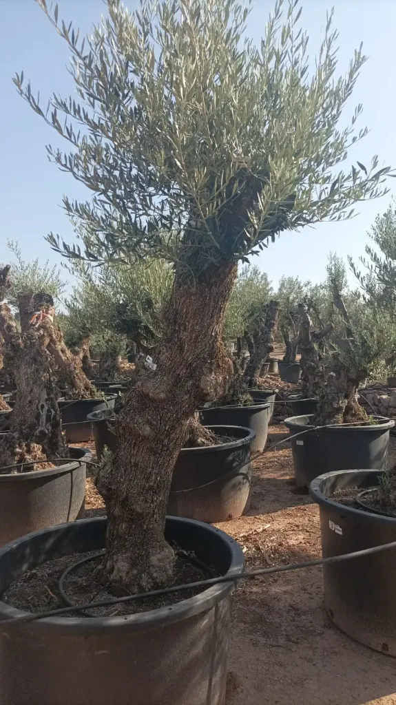 OBCA60 - Olea Europaea Olivo Bonsái Alto