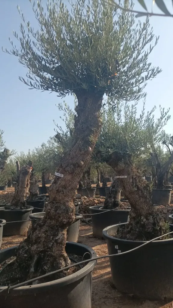 OBCA60 - Olea Europaea Olivo Bonsái Alto