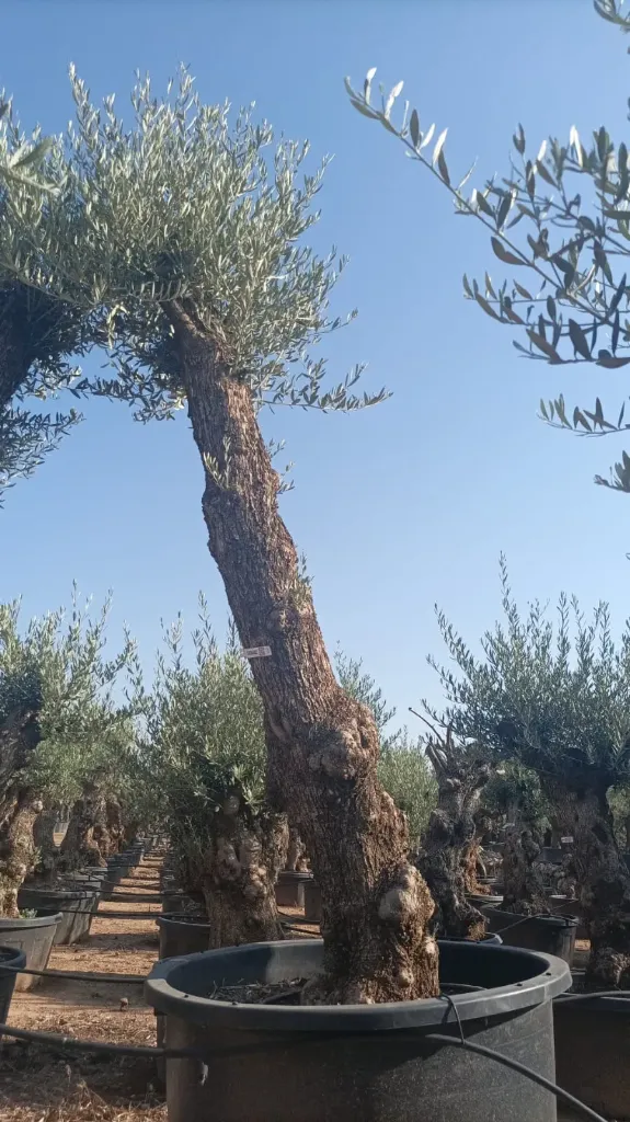 OBCA60 - Olea Europaea Olivo Bonsái Alto