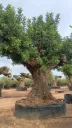 CSR29 - Ceratonia Siliqua REF29