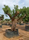 CS120 - Ceratonia Siliqua