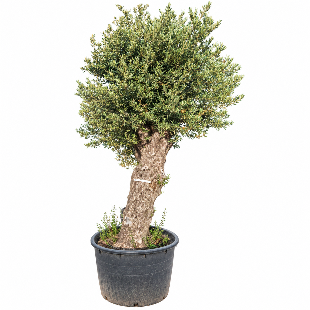 ONCA120 - Olea Europaea Alto